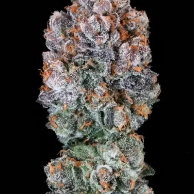 Blueberry Mcmuffin | Preservation Line | FEM Photoperiod Seeds | 5 Pack