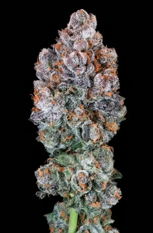 Blueberry Mcmuffin | Preservation Line | FEM Photoperiod Seeds | 5 Pack