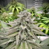 10x Bruce Banner Auto | Preservation Line | FEM Autoflower Seeds