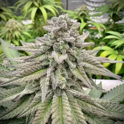 Bruce Banner | Preservation Line | FEM Photoperiod Seeds | 5 Pack