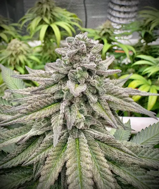 5x Bruce Banner | Preservation Line | FEM Photoperiod Seeds