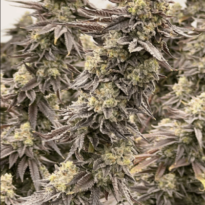 CEREAL MILK | PHOTOPERIOD CANNABIS SEEDS FEMALE 5 PACK