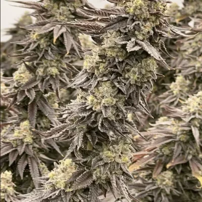 Cereal Milk Auto | Preservation Line | FEM Autoflower Seeds | 5 Pack