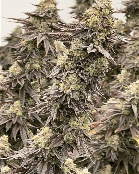 Cereal Milk Auto | Preservation Line | FEM Autoflower Seeds