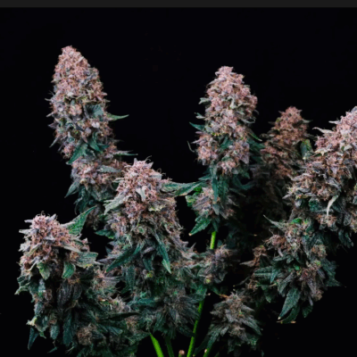 CHERRY KUSH | AUTOFLOWER CANNABIS SEEDS FEMALE 5 PACK