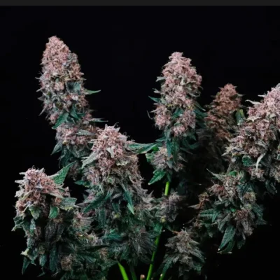 Cherry Kush Auto | Preservation Line | FEM Autoflower Seeds | 5 Pack