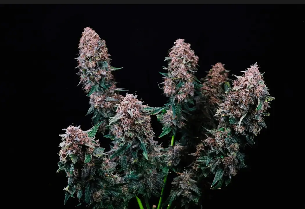 Cherry Kush Auto | Preservation Line | FEM Autoflower Seeds | 5 Pack