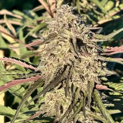 Cherry Pie OG | Preservation Line | FEM Photoperiod Seeds | 5 Pack