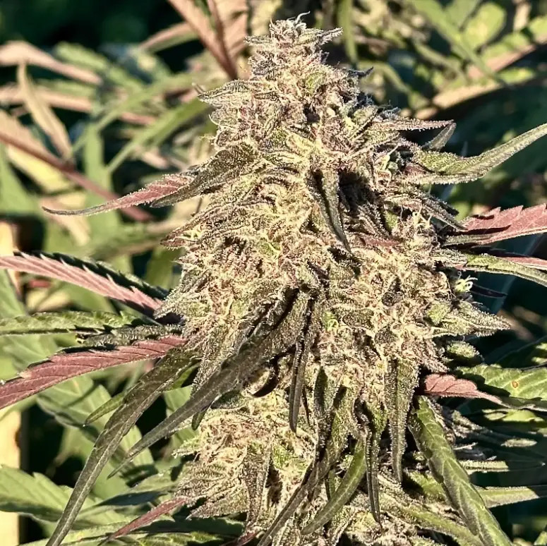 Cherry Pie OG | Preservation Line | FEM Photoperiod Seeds | 5 Pack