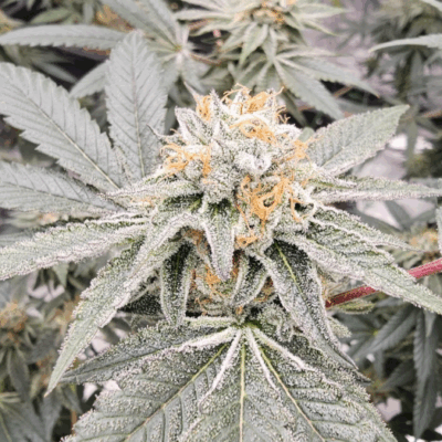 COOKIE CAKE | PHOTOPERIOD CANNABIS SEEDS FEMALE 5 PACK
