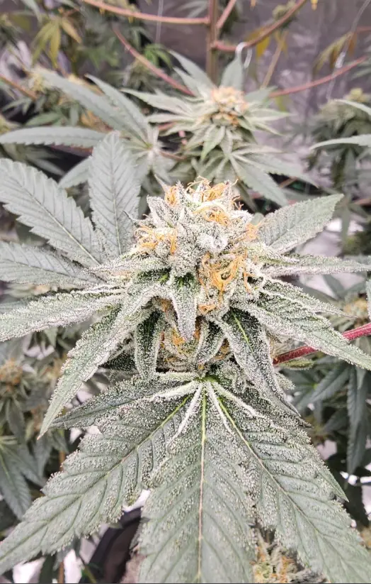 Cookie Cake | Preservation Line | FEM Photoperiod Seeds | 5 Pack