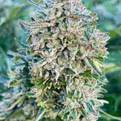 COOKIE CRACK | PHOTOPERIOD CANNABIS SEEDS FEMALE 5 PACK