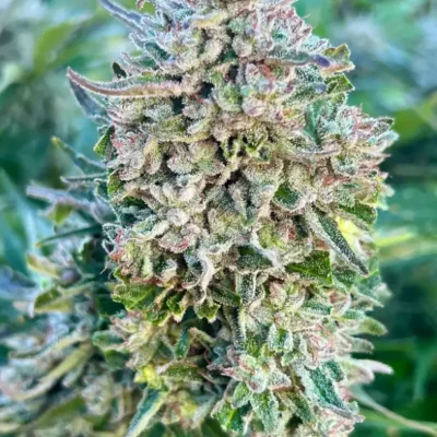 Cookie Crack | Preservation Line | FEM Photoperiod Seeds | 5 Pack