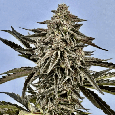COTTON CANDY | AUTOFLOWER CANNABIS SEEDS FEMALE 5 PACK