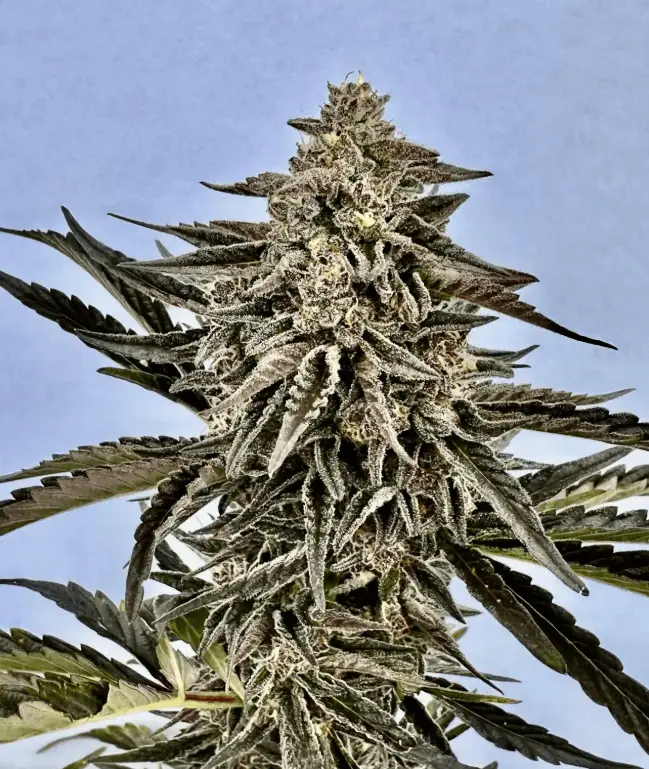 Cotton Candy Auto | Preservation Line | FEM Autoflower Seeds | 5 Pack