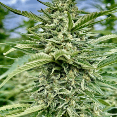 DREAM PUNCH | PHOTOPERIOD CANNABIS SEEDS FEMALE 5 PACK