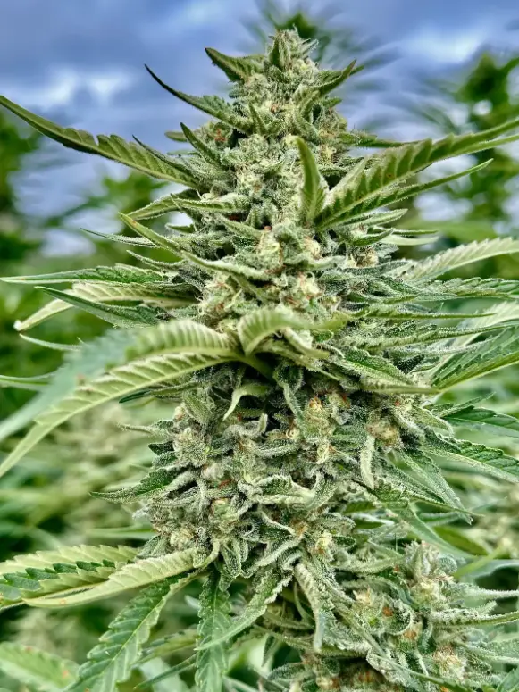 Dream Punch | Preservation Line | FEM Photoperiod Seeds | 5 Pack