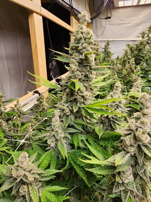 Durban Jack Poison | Preservation Line | FEM Photoperiod Seeds | 5 Pack