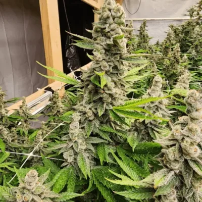 Durban Jack Poison Auto | Preservation Line | FEM Autoflower Seeds | 5 Pack