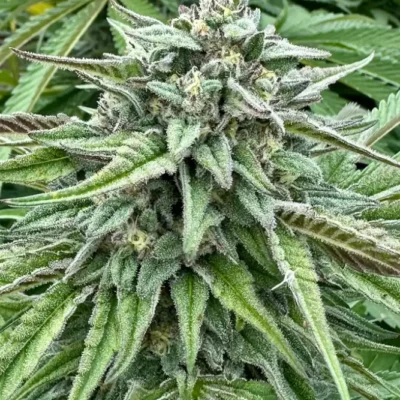 Durban Poison S1 | Preservation Line | FEM Photoperiod Seeds | 5 Pack