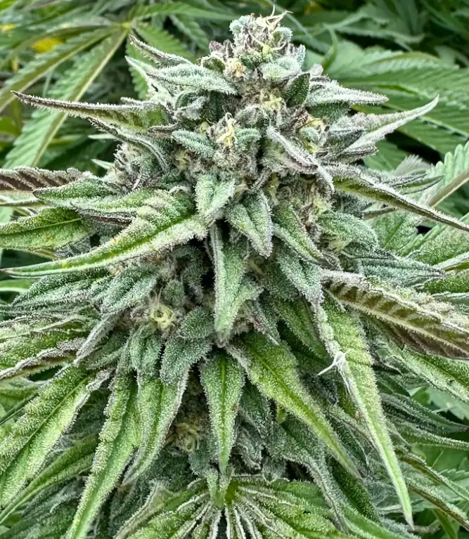 Durban Poison S1 | Preservation Line | FEM Photoperiod Seeds | 5 Pack