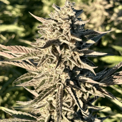 FROSTED BANANA JELLY | PHOTOPERIOD CANNABIS SEEDS FEMALE 5 PACK