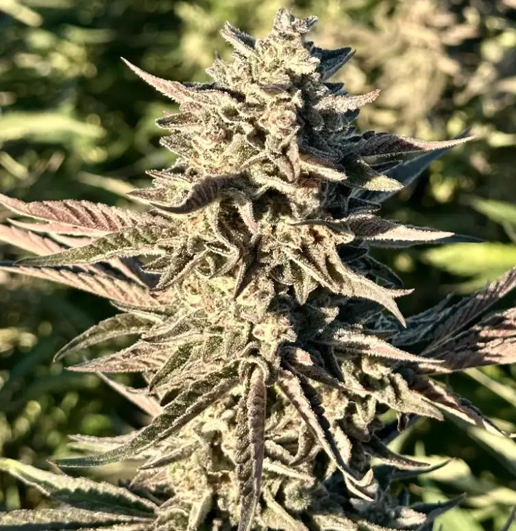 Frosted Banana Jelly | Preservation Line | FEM Photoperiod Seeds | 5 Pack