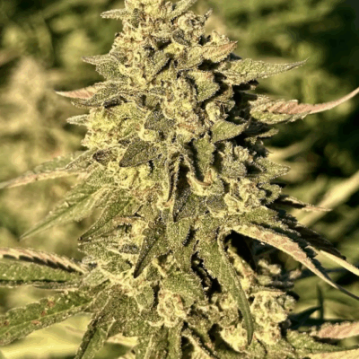 FROSTED BANANA PUNCH | PHOTOPERIOD CANNABIS SEEDS FEMALE 5 PACK