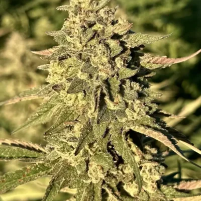 Frosted Banana Punch | Preservation Line | FEM Photoperiod Seeds | 5 Pack