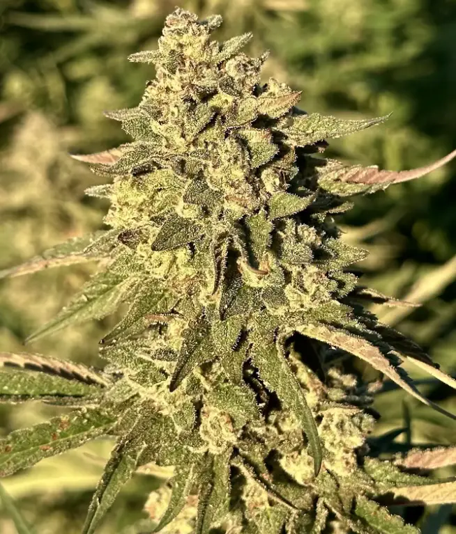 Frosted Banana Punch | Preservation Line | FEM Photoperiod Seeds | 5 Pack