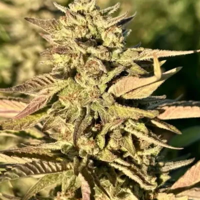 Frosted Fiber | Preservation Line | FEM Photoperiod Seeds | 5 Pack