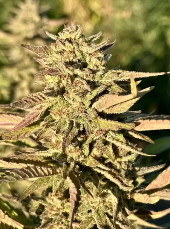 Frosted Fiber | Preservation Line | FEM Photoperiod Seeds | 5 Pack