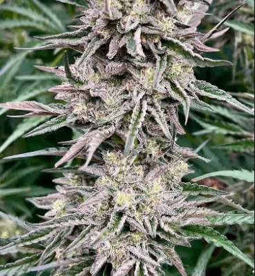 FROSTED GELATO | PHOTOPERIOD CANNABIS SEEDS FEMALE 5 PACK