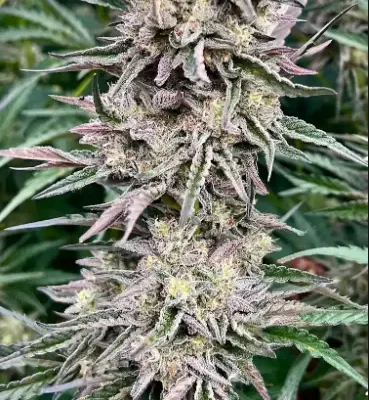 Frosted Gelato | Preservation Line | FEM Photoperiod Seeds | 5 Pack