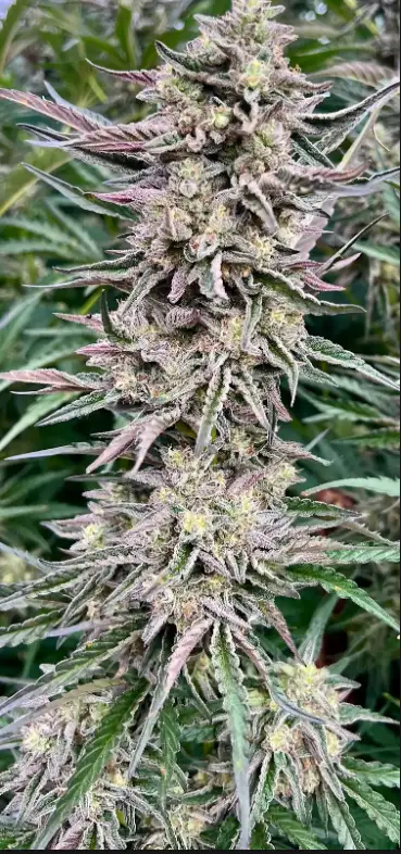Frosted Gelato | Preservation Line | FEM Photoperiod Seeds | 5 Pack
