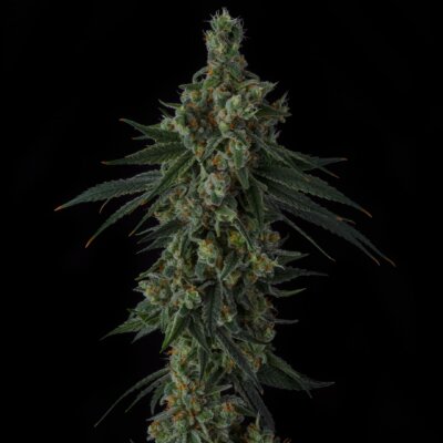 Frozen Papaya | Sin City Seeds | FEM Photoperiod Seeds