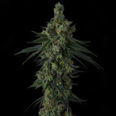 3x Frozen Papaya | Sin City Seeds | FEM Photoperiod Seeds