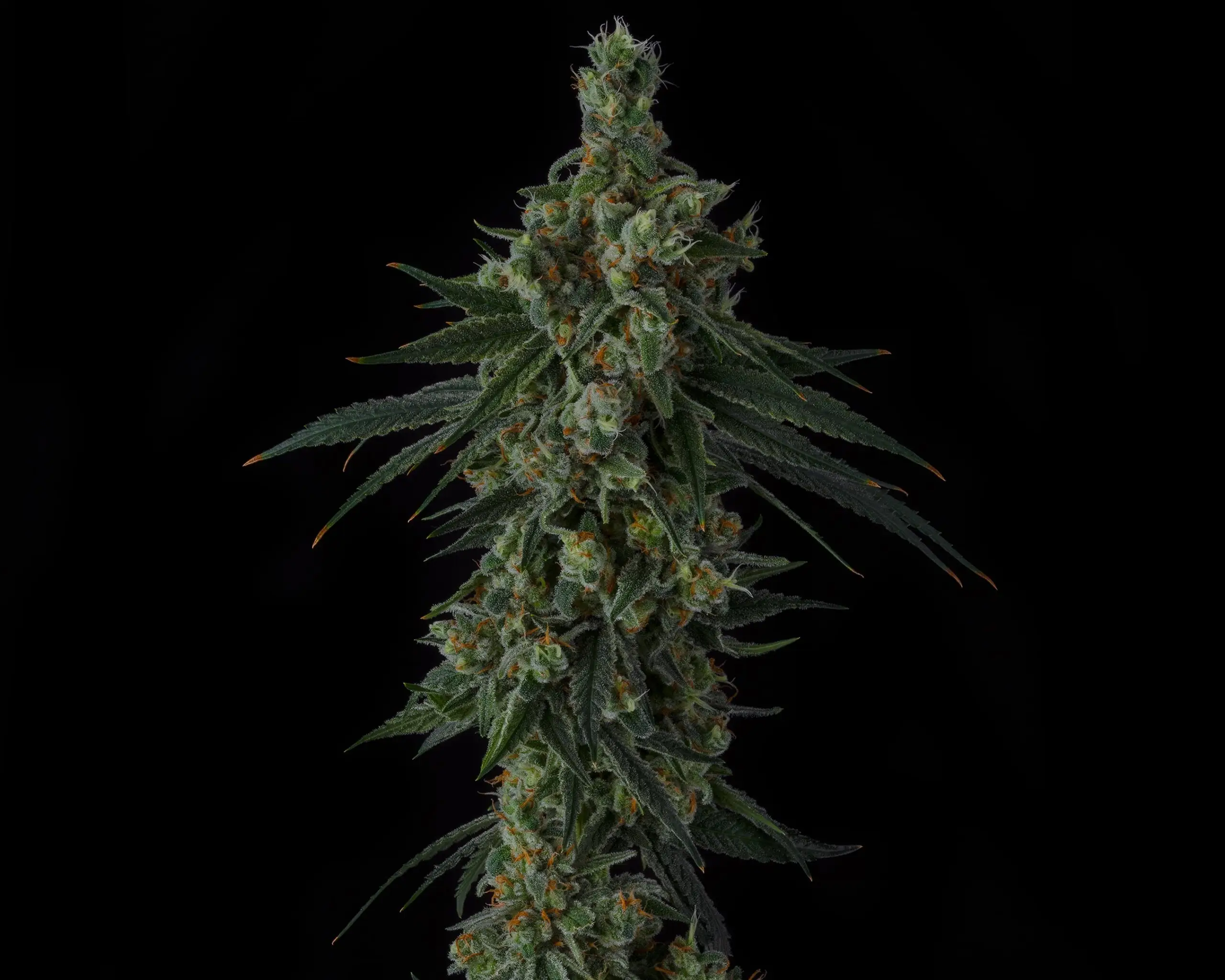 Frozen Papaya | Sin City Seeds | FEM Photoperiod Seeds