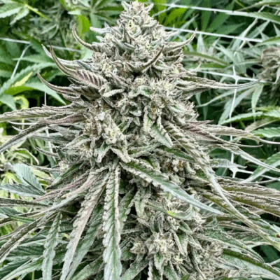 GELATO 41 S1 | PHOTOPERIOD CANNABIS SEEDS FEMALE 5 PACK