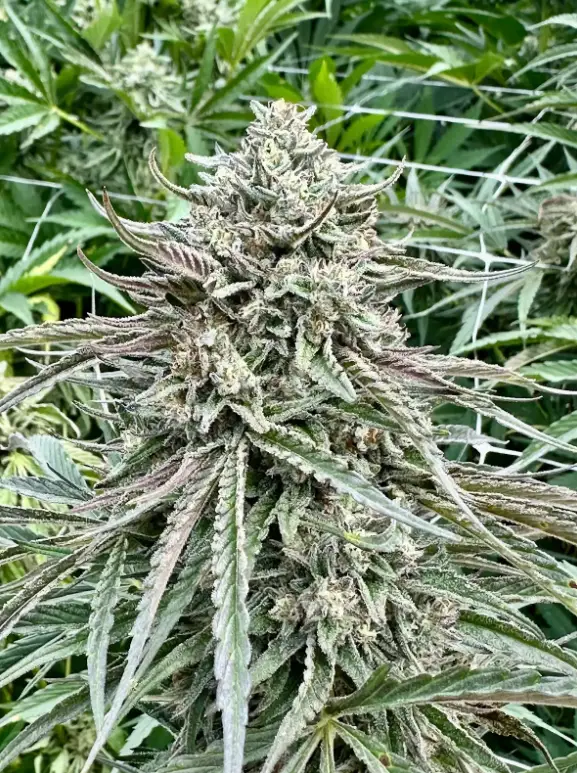 Gelato 41 S1 | Preservation Line | FEM Photoperiod Seeds | 5 Pack