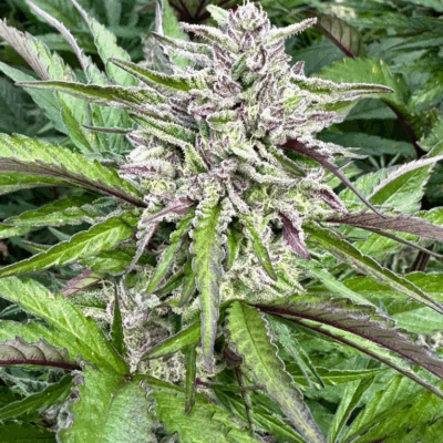 GELATO COOKIE | PHOTOPERIOD CANNABIS SEEDS FEMALE 5 PACK