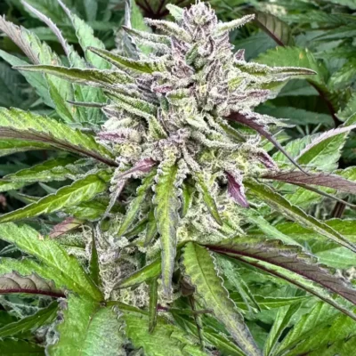 Gelato Cookie | Preservation Line | FEM Photoperiod Seeds | 5 Pack