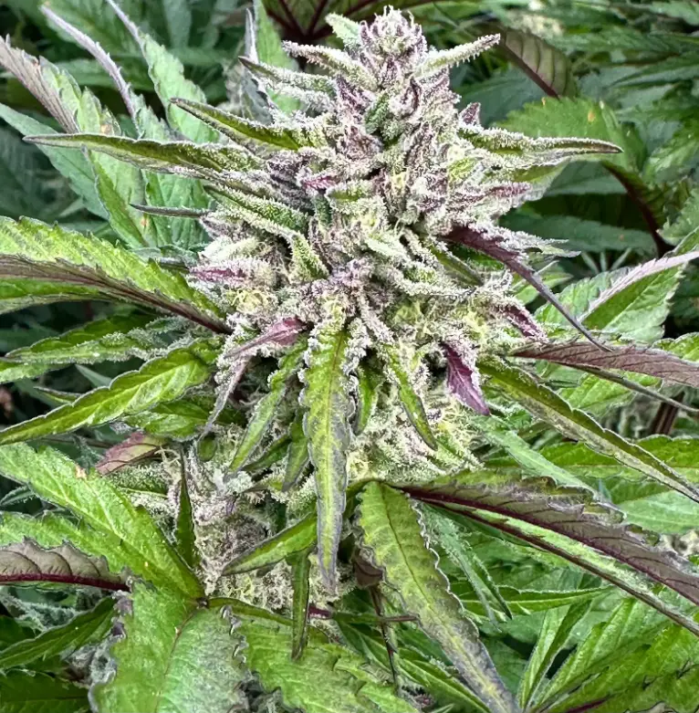 Gelato Cookie | Preservation Line | FEM Photoperiod Seeds | 5 Pack