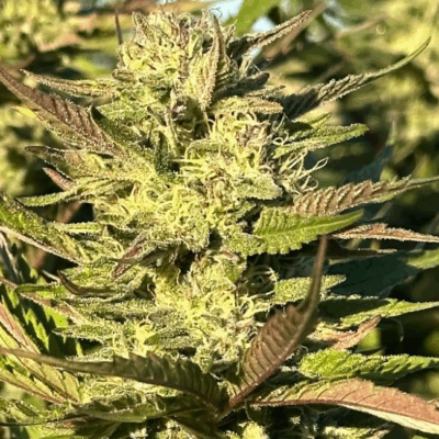 GELATO MINTS JEALOUSY | PHOTOPERIOD CANNABIS SEEDS FEMALE 5 PACK
