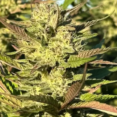 Gelato Mints Jealousy | Preservation Line | FEM Photoperiod Seeds | 5 Pack