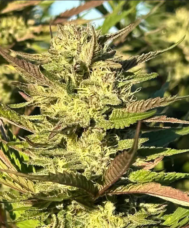 Gelato Mints Jealousy | Preservation Line | FEM Photoperiod Seeds | 5 Pack