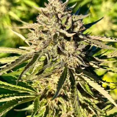 Gelato Punch | Preservation Line | FEM Photoperiod Seeds | 5 Pack