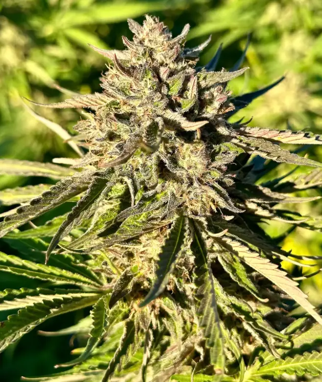 Gelato Punch | Preservation Line | FEM Photoperiod Seeds | 5 Pack