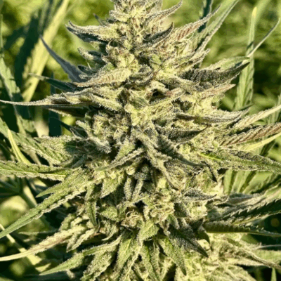 GELATO RAINBOW SHERBERT | PHOTOPERIOD CANNABIS SEEDS FEMALE 5 PACK