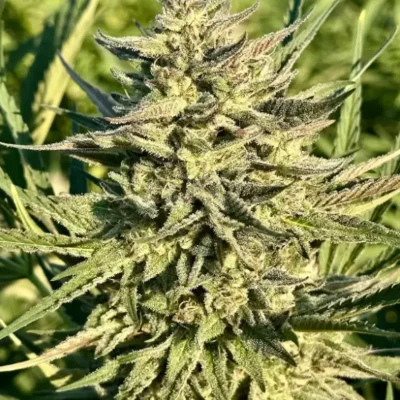 Gelato Rainbow Sherbert | Preservation Line | FEM Photoperiod Seeds | 5 Pack
